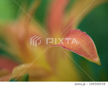 6月に美しく咲いたホンカンゾウ（本萱草）の花 140508539