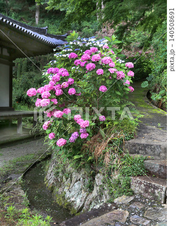 紫陽花 あじさい 長保寺 国宝 和歌山県海南市 紫陽花 あじさい 長保寺 国宝 和歌山県海南市 140508691
