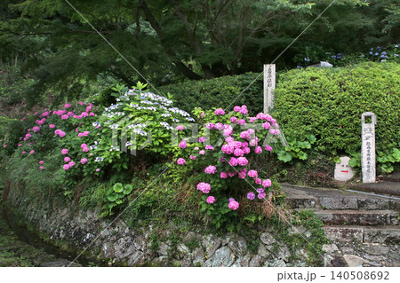 紫陽花 あじさい 長保寺 国宝 和歌山県海南市 紫陽花 あじさい 長保寺 国宝 和歌山県海南市 140508692