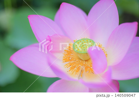 夏の蓮の花 クローズアップ 夏の蓮の花 クローズアップ 140509047