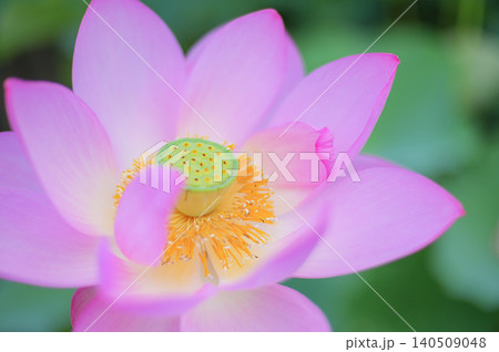 夏の蓮の花 クローズアップ 夏の蓮の花 クローズアップ 140509048