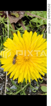 花粉団子 花粉団子 140509132
