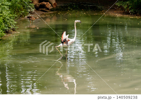 beautiful pink flamingos with beak and loose wings beautiful pink flamingos with beak and loose wings 140509238