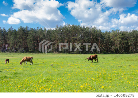a green glade on which to graze cows a green glade on which to graze cows 140509279