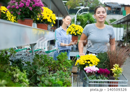 Woman chooses potted yellow flowers chrysanthemum limoncello at an open-air flower market 140509326