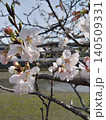 桜咲く 140509331