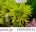 菊の花 140509333