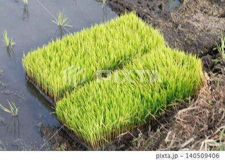 田植えを待つ稲 田植えを待つ稲 140509406