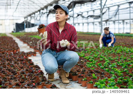 Young chief agronomist of wholesale base of ornamental plants inspects begonia with burgundy leaves Young chief agronomist of wholesale base of ornamental plants inspects begonia with burgundy leaves 140509461