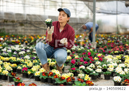 Woman employee of large greenhouse checks young primrose shoots. Growing hardened plants 140509622