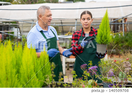 Gardeners man and woman caring for a plant Thuja occidentalis in pots in glasshouse Gardeners man and woman caring for a plant Thuja occidentalis in pots in glasshouse 140509708