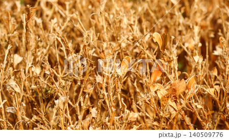 Boxwood hedge showing extensive damage and defoliation from box tree moth infestation in a garden Boxwood hedge showing extensive damage and defoliation from box tree moth infestation in a garden 140509776