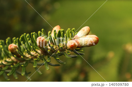 Korean tree branch with evergreen needles and fresh spring buds starting to open, symbolizing new life and growth Korean tree branch with evergreen needles and fresh spring buds starting to open, symbolizing new life and growth 140509780