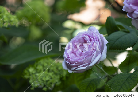 Beautiful gentle pink rose blooming in a summer garden with soft bokeh background. Tender peony rose bush with green leaves in bright sunlight. Close-up flower photography. Beautiful gentle pink rose blooming in a summer garden with soft bokeh background. Tender peony rose bush with green leaves in bright sunlight. Close-up flower photography. 140509947