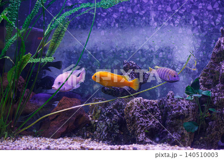 underwater photography of fish Maylandia estherae underwater photography of fish Maylandia estherae 140510003