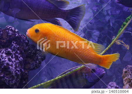 underwater photography of fish Maylandia estherae 140510004