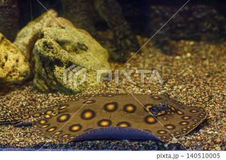 underwater photography of fish Potamotrygon motoro 140510005