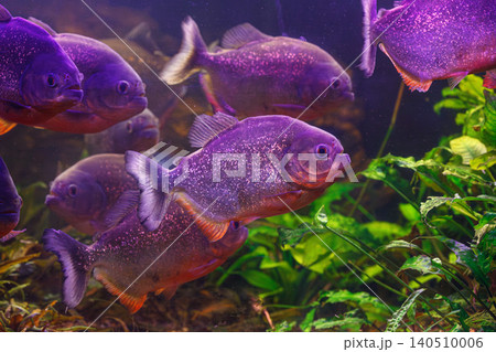 underwater photography of fish Pygocentrus nattereri underwater photography of fish Pygocentrus nattereri 140510006