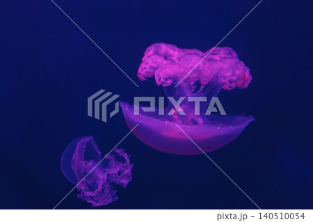 underwater shot of beautiful Marbled Jellyfish / Lychnorhiza Lucerna 140510054