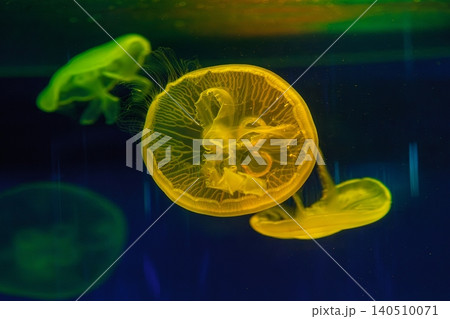 underwater shooting of beautiful Aurelia aurita underwater shooting of beautiful Aurelia aurita 140510071