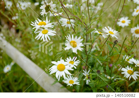 This is an oxeye daisy (Leucanthemum vulgare), a common perennial wildflower found in grasslands and meadows. It is characterised by a central yellow disc surrounded by white ray florets, typically ap This is an oxeye daisy (Leucanthemum vulgare), a common perennial wildflower found in grasslands and meadows. It is characterised by a central yellow disc surrounded by white ray florets, typically ap 140510082