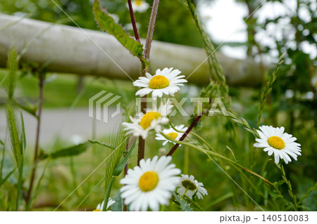 This is an oxeye daisy (Leucanthemum vulgare), a common perennial wildflower found in grasslands and meadows. It is characterised by a central yellow disc surrounded by white ray florets, typically ap This is an oxeye daisy (Leucanthemum vulgare), a common perennial wildflower found in grasslands and meadows. It is characterised by a central yellow disc surrounded by white ray florets, typically ap 140510083