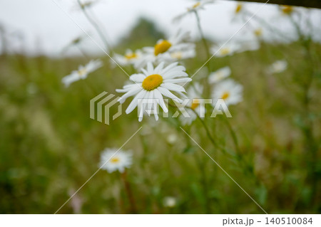 This is an oxeye daisy (Leucanthemum vulgare), a common perennial wildflower found in grasslands and meadows. It is characterised by a central yellow disc surrounded by white ray florets, typically ap 140510084