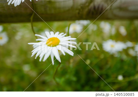 This is an oxeye daisy (Leucanthemum vulgare), a common perennial wildflower found in grasslands and meadows. It is characterised by a central yellow disc surrounded by white ray florets, typically ap This is an oxeye daisy (Leucanthemum vulgare), a common perennial wildflower found in grasslands and meadows. It is characterised by a central yellow disc surrounded by white ray florets, typically ap 140510085