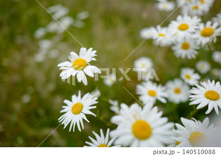 This is an oxeye daisy (Leucanthemum vulgare), a common perennial wildflower found in grasslands and meadows. It is characterised by a central yellow disc surrounded by white ray florets, typically ap This is an oxeye daisy (Leucanthemum vulgare), a common perennial wildflower found in grasslands and meadows. It is characterised by a central yellow disc surrounded by white ray florets, typically ap 140510088