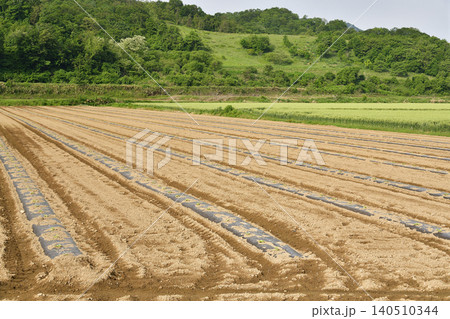 初夏の北海道厚沢部町でカボチャ畑の風景を撮影 初夏の北海道厚沢部町でカボチャ畑の風景を撮影 140510344