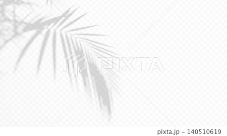 Tropical palm leaf shadow overlay on transparent background. Soft plant silhouette with diffused light effect. Minimal abstract botanical shade texture for design. 140510619