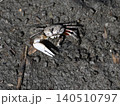 潮を招くハクセンシオマネキ 140510797