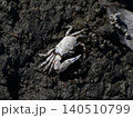 潮を招くハクセンシオマネキ 140510799