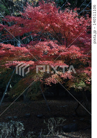 紅葉のある風景 紅葉のある風景 140511106