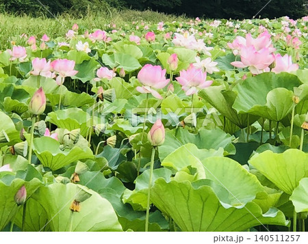 夏に咲く一面の蓮の花 夏に咲く一面の蓮の花 140511257