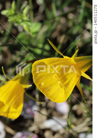 春の庭に咲く黄色いスイセン(ナルシサス・バルボコディウム)の花 春の庭に咲く黄色いスイセン(ナルシサス・バルボコディウム)の花 140511278
