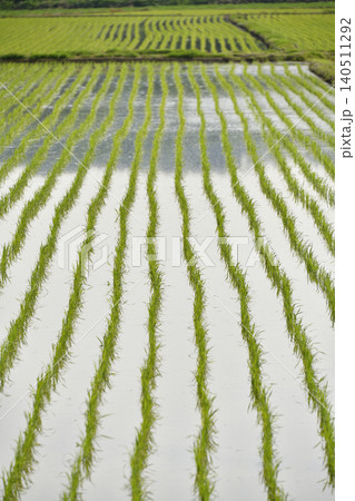初夏の北海道厚沢部町で田植えを終えたばかりの水田の風景を撮影 初夏の北海道厚沢部町で田植えを終えたばかりの水田の風景を撮影 140511292