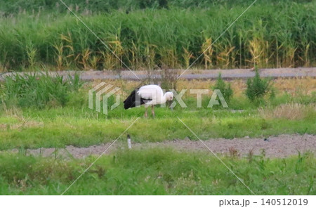 コウノトリ コウノトリ 140512019