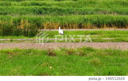 コウノトリ コウノトリ 140512020