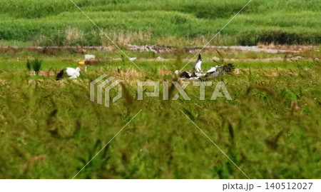 コウノトリ コウノトリ 140512027