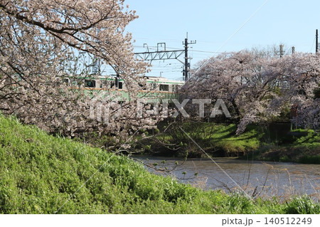春の川沿いに咲くソメイヨシノの桜の花 140512249