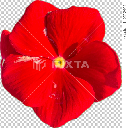 red poppy isolated on white red poppy isolated on white 140512466