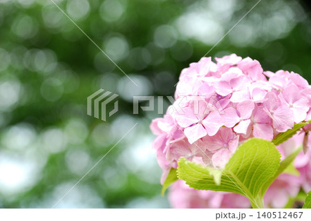 梅雨時期の花　紫陽花 140512467