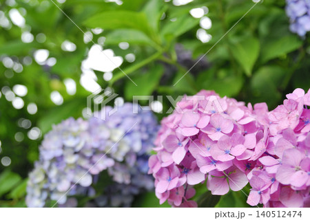 梅雨時期の花 紫陽花 梅雨時期の花 紫陽花 140512474