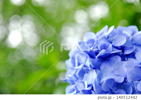梅雨時期の花　紫陽花 140512482