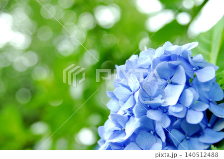 梅雨時期の花　紫陽花 140512488