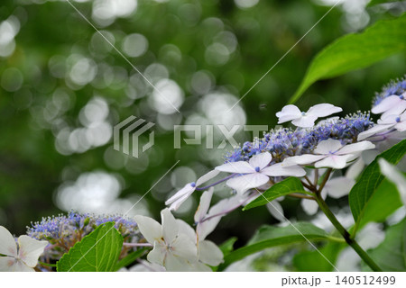 梅雨時期の花　紫陽花 140512499