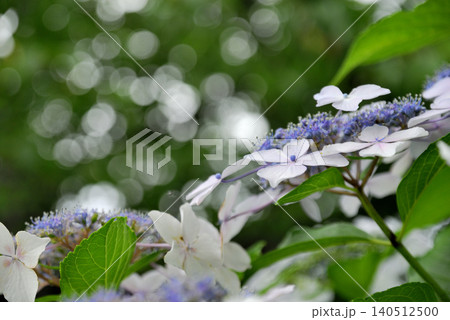 梅雨時期の花　紫陽花 140512500
