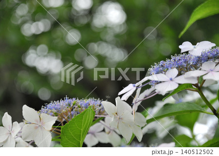 梅雨時期の花 紫陽花 梅雨時期の花 紫陽花 140512502