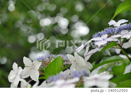 梅雨時期の花 紫陽花 梅雨時期の花 紫陽花 140512503